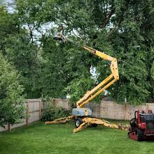 Best Tree Disease Treatment  in Caon City, CO