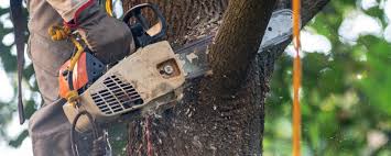 How Our Tree Care Process Works  in  Caon City, CO