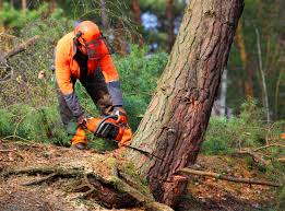 Best Emergency Tree Removal  in Caon City, CO