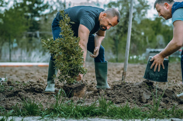 Best Tree Preservation Services  in Caon City, CO
