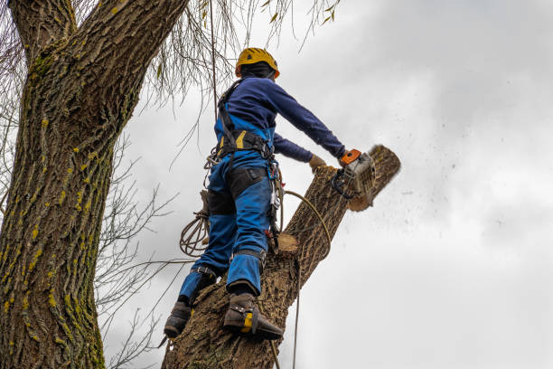 Best Tree Removal  in Caon City, CO