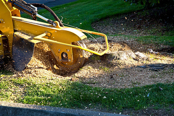 Best Tree Cabling and Bracing  in Caon City, CO