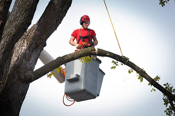 Caon City, CO Tree Services Company