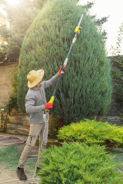 Best Aeration Services  in Caon City, CO